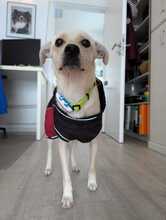 NEJO, Hund, Mischlingshund in Waldsolms - Bild 21