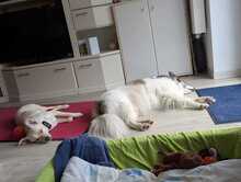 NEJO, Hund, Mischlingshund in Waldsolms - Bild 22
