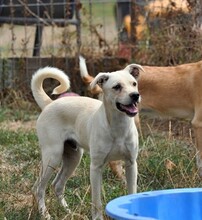 NEJO, Hund, Mischlingshund in Waldsolms - Bild 23