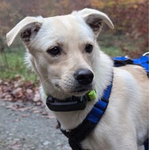 NEJO, Hund, Mischlingshund in Waldsolms - Bild 3