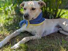 NEJO, Hund, Mischlingshund in Waldsolms - Bild 5