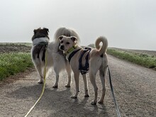 NEJO, Hund, Mischlingshund in Waldsolms - Bild 6