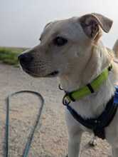 NEJO, Hund, Mischlingshund in Waldsolms - Bild 8