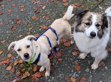 NEJO, Hund, Mischlingshund in Waldsolms - Bild 9