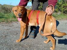 PUMBA, Hund, Rhodesian Ridgeback-Shar Pei-Labrador-Mix in Ungarn