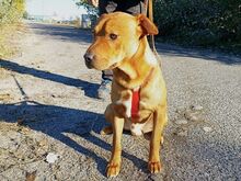 PUMBA, Hund, Rhodesian Ridgeback-Shar Pei-Labrador-Mix in Ungarn - Bild 10