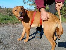 PUMBA, Hund, Rhodesian Ridgeback-Shar Pei-Labrador-Mix in Ungarn - Bild 11