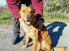 PUMBA, Hund, Rhodesian Ridgeback-Shar Pei-Labrador-Mix in Ungarn - Bild 12