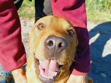 PUMBA, Hund, Rhodesian Ridgeback-Shar Pei-Labrador-Mix in Ungarn - Bild 13