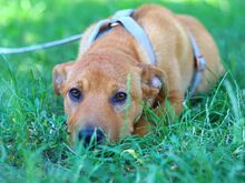 PUMBA, Hund, Rhodesian Ridgeback-Shar Pei-Labrador-Mix in Ungarn - Bild 16