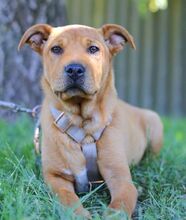 PUMBA, Hund, Rhodesian Ridgeback-Shar Pei-Labrador-Mix in Ungarn - Bild 17