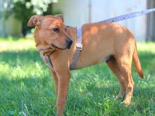 PUMBA, Hund, Rhodesian Ridgeback-Shar Pei-Labrador-Mix in Ungarn - Bild 18