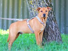 PUMBA, Hund, Rhodesian Ridgeback-Shar Pei-Labrador-Mix in Ungarn - Bild 19