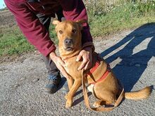 PUMBA, Hund, Rhodesian Ridgeback-Shar Pei-Labrador-Mix in Ungarn - Bild 2