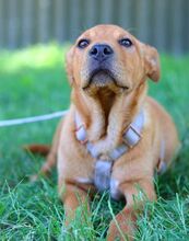 PUMBA, Hund, Rhodesian Ridgeback-Shar Pei-Labrador-Mix in Ungarn - Bild 20