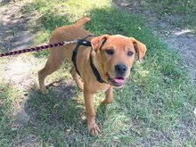 PUMBA, Hund, Rhodesian Ridgeback-Shar Pei-Labrador-Mix in Ungarn - Bild 21