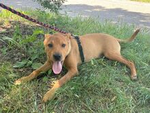 PUMBA, Hund, Rhodesian Ridgeback-Shar Pei-Labrador-Mix in Ungarn - Bild 22