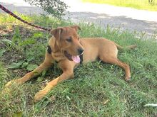 PUMBA, Hund, Rhodesian Ridgeback-Shar Pei-Labrador-Mix in Ungarn - Bild 23