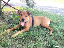 PUMBA, Hund, Rhodesian Ridgeback-Shar Pei-Labrador-Mix in Ungarn - Bild 24