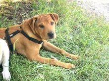 PUMBA, Hund, Rhodesian Ridgeback-Shar Pei-Labrador-Mix in Ungarn - Bild 25