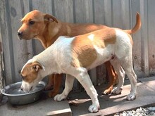 PUMBA, Hund, Rhodesian Ridgeback-Shar Pei-Labrador-Mix in Ungarn - Bild 26