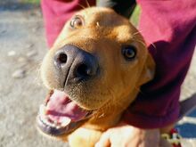 PUMBA, Hund, Rhodesian Ridgeback-Shar Pei-Labrador-Mix in Ungarn - Bild 3