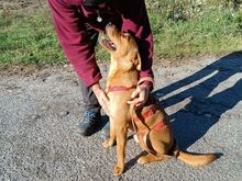 PUMBA, Hund, Rhodesian Ridgeback-Shar Pei-Labrador-Mix in Ungarn - Bild 4