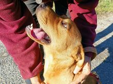 PUMBA, Hund, Rhodesian Ridgeback-Shar Pei-Labrador-Mix in Ungarn - Bild 5