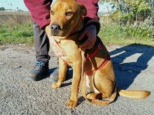 PUMBA, Hund, Rhodesian Ridgeback-Shar Pei-Labrador-Mix in Ungarn - Bild 6