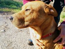 PUMBA, Hund, Rhodesian Ridgeback-Shar Pei-Labrador-Mix in Ungarn - Bild 7