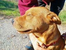 PUMBA, Hund, Rhodesian Ridgeback-Shar Pei-Labrador-Mix in Ungarn - Bild 8