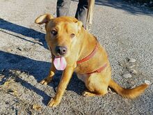 PUMBA, Hund, Rhodesian Ridgeback-Shar Pei-Labrador-Mix in Ungarn - Bild 9