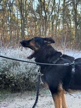 TAYK, Hund, Mischlingshund in Potsdam - Bild 15