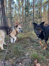 TAYK, Hund, Mischlingshund in Potsdam - Bild 16