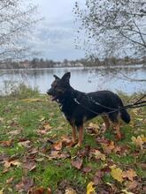 TAYK, Hund, Mischlingshund in Potsdam - Bild 9