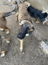 ROLF, Hund, Mischlingshund in Portugal - Bild 2