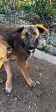 ROLF, Hund, Mischlingshund in Portugal - Bild 3