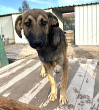 ALFRED, Hund, Mischlingshund in Portugal - Bild 1