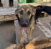 ALFRED, Hund, Mischlingshund in Portugal - Bild 2