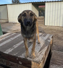 ALFRED, Hund, Mischlingshund in Portugal - Bild 3