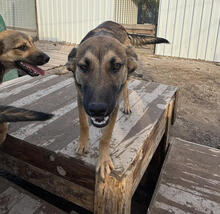 ALFRED, Hund, Mischlingshund in Portugal - Bild 5