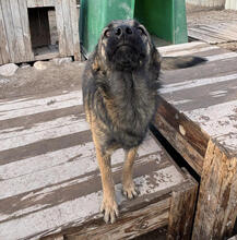 HORST, Hund, Mischlingshund in Portugal - Bild 3