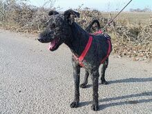 FÜRGE, Hund, Puli in Ungarn - Bild 17