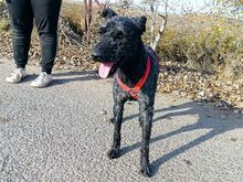 FÜRGE, Hund, Puli in Ungarn - Bild 18