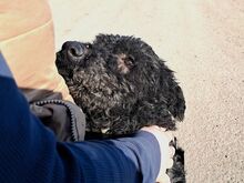 FÜRGE, Hund, Puli in Ungarn - Bild 2