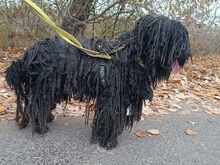 FÜRGE, Hund, Puli in Ungarn - Bild 22