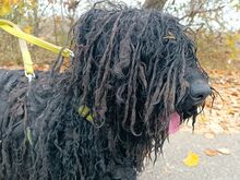 FÜRGE, Hund, Puli in Ungarn - Bild 23