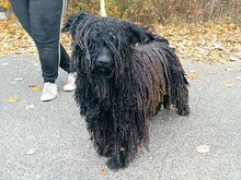 FÜRGE, Hund, Puli in Ungarn - Bild 24