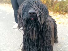 FÜRGE, Hund, Puli in Ungarn - Bild 25