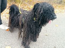 FÜRGE, Hund, Puli in Ungarn - Bild 26